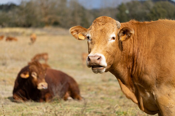 Fototapeta na wymiar Retrato de una vaca de raza Limousin (limousine)