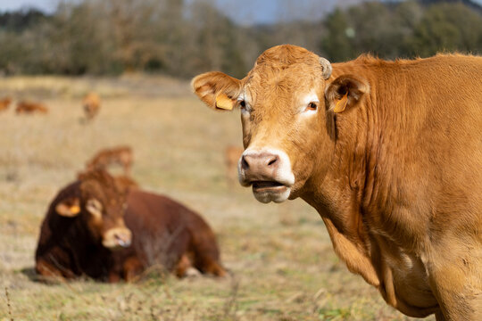 Retrato de una vaca de raza Limousin (limousine)