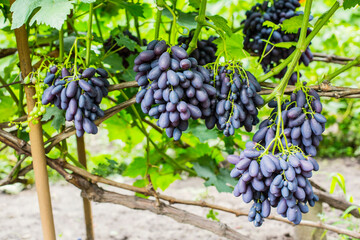 Bunches of  purple grapes on the vine in the garden. Fresh ripe juicy grapes close up, harvest time