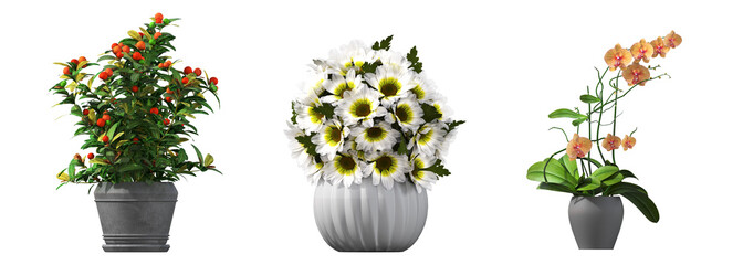 decorative flowers and plants for the interior, isolated on transparent background, 3D illustration, cg render
