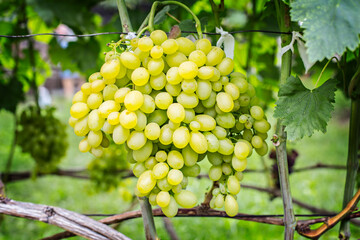 Bunches of white grapes on the vine in the garden. Fresh ripe juicy grapes close up, harvest time