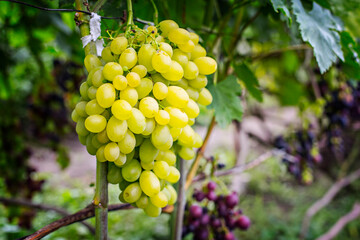 Bunches of white grapes on the vine in the garden. Fresh ripe juicy grapes close up, harvest time
