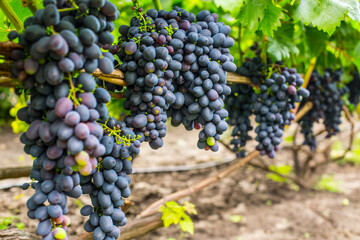 Bunches of  purple grapes on the vine in the garden. Fresh ripe juicy grapes close up, harvest time
