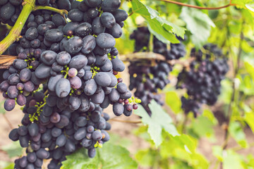Bunches of  purple grapes on the vine in the garden. Fresh ripe juicy grapes close up, harvest time