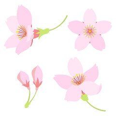桜の花頭とつぼみ。フラットなベクターイラスト。Cherry blossom flowers and a bud. Flat designed vector illustrations.