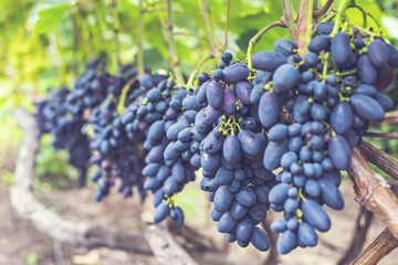 Bunches of  purple grapes on the vine in the garden. Fresh ripe juicy grapes close up, harvest time