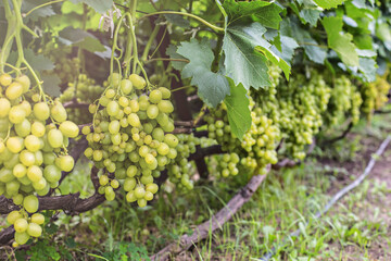 Fototapeta premium Bunches of white grapes on the vine in the garden. Fresh ripe juicy grapes close up, harvest time