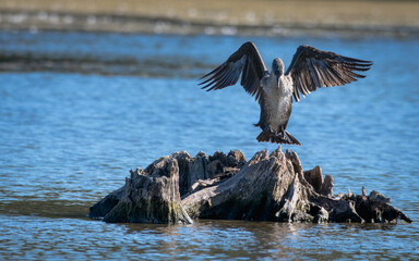 Grand cormoran en train d’atterrir sur une souche