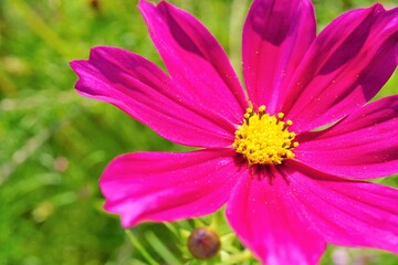 Fototapeta premium 濃いピンク色の美しいコスモスの花のアップ