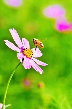 花畑の桃色のコスモスに花粉を取りに来た一匹のミツバチ