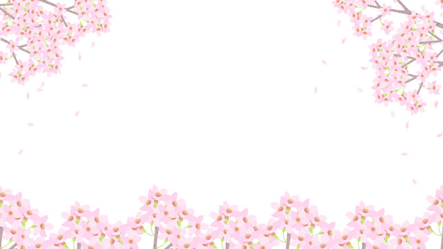 桜の花の背景フレーム素材。フラットなベクターイラスト。Full bloom cherry blossoms. Flat designed vector background frame illustration.
