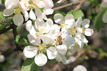 Fototapeta na wymiar White flowers on an apple tree. Selective focus. copy space