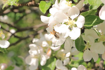 White flowers on an apple tree. Selective focus. copy space