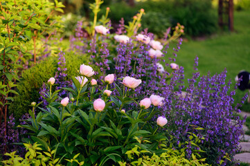 perennial flowers in summer - catmint (nepeta) and peony blooming together. Beautiful plants...