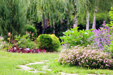 Dwarf spirea japonica blooming in summer. Beautiful garden view with stone pathway