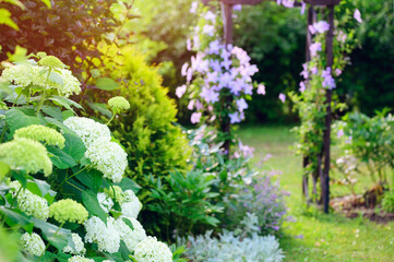 English cottage summer garden view with clematis on wooden archway and white hydrangeas. June or...