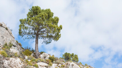 Pino solitario en lo alto de una montaña con el cielo de fondo	