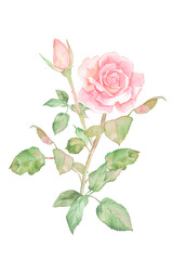 独立した薔薇の花の水彩イラスト　