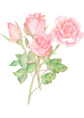 白背景の薔薇の花束の水彩イラスト