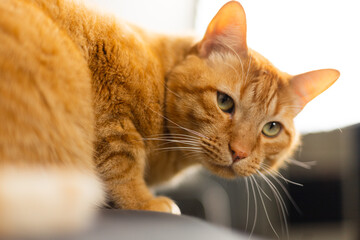 Close-up of an orange tabby cat messing around on the sofa at home