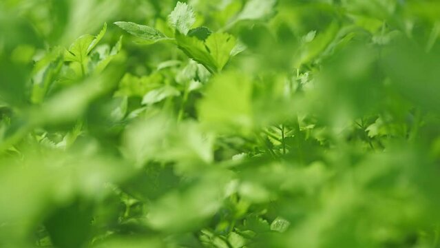 Footage of close up green coriander cilantro leaf in greenhouse farm.