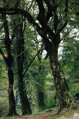 Fototapeta premium Photo of beautiful trees in an early autumn forest in an early morning