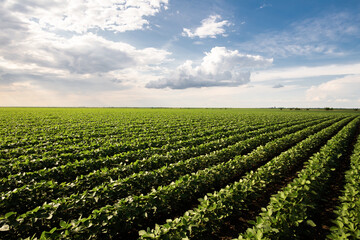 Fototapeta na wymiar Soybean field with rows of soya bean plants