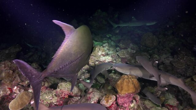 Group of sharks and giant caranx continuously swim ocean in dark. This group dynamic allows Reef Sharksto maximize chances of success when hunting and to defend themselves against larger predators.