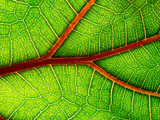 macrophotography of a tropical leaf - leaf texture, leaf background with veins and cells in the detail