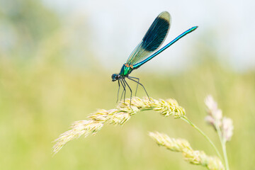 Isolated close-up of a male Calopteryx splendens dragonfly sitting on a grass flower
