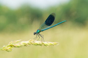 Isolated close-up of a male Calopteryx splendens dragonfly sitting on a grass flower