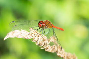 Isolated close-up of a red Sympetrum vulgatum dragonfly on a grass flower