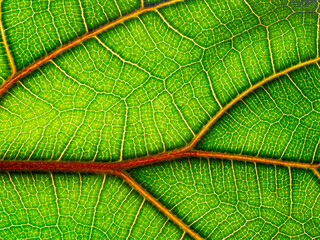 macrophotograph of a tropical leaf - leaf texture, leaf background with veins and cells in the detail