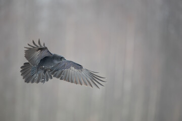 Bird beautiful raven Corvus corax North Poland Europe, winter time