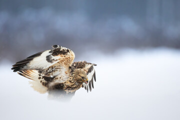 landing Rough-legged Buzzard Buteo lagopus in the fields in winter snow, buzzards in natural habitat, hawk bird on the ground, predatory bird close up winter bird