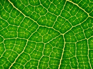 macrophotograph of a tropical leaf - leaf texture, leaf background with veins and cells in the detail