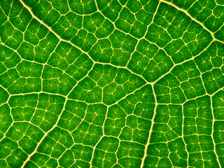 macrophotograph of a tropical leaf - leaf texture, leaf background with veins and cells in the detail