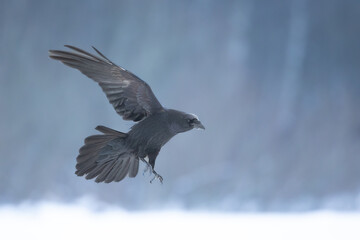 Bird beautiful raven Corvus corax North Poland Europe, winter time