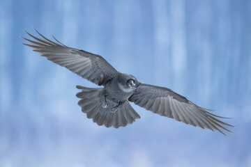 Bird beautiful raven Corvus corax North Poland Europe, winter time