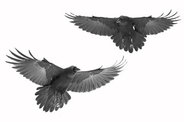 Birds flying raven isolated on white background Corvus corax. Halloween, silhouette of a two large black bird in flight cut out on a white background for use in graphic arts