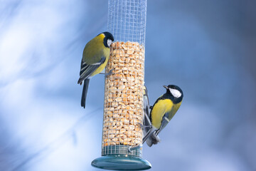 two Colorful great tit ( Parus major ) perched on a feeder, photographed in horizontal, amazing background, winter time  © Marcin Perkowski