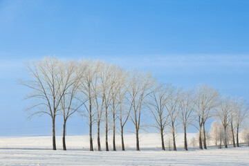 Landscape winter frosty sunny day, blue sky, trees covered with frost, Poland Europe