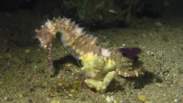 spiny seahorse clinged to soft coral next to a purple tube worm unfolding its tentacles, underwater night shot on sandy bottom
