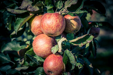 Äpfel im alten Land bei Hamburg