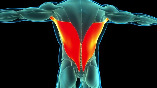 Human Muscular System Torso Muscles Latissimus Dorsi Muscle Anatomy Animation Concept