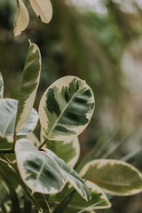 close-up of ficus leaves, space for text, background of leaves