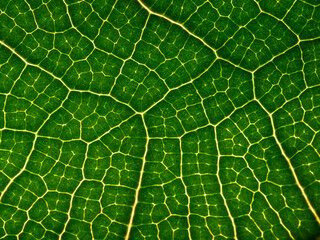 macrophotography of a tropical leaf - leaf texture, leaf background with veins and cells in the...