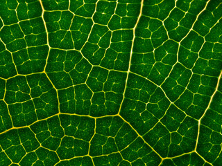 macrophotography of a tropical leaf - leaf texture, leaf background with veins and cells in the detail