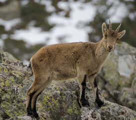 Cabra montesa en la Sierra de Guadarrama