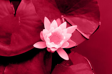 Closeup photography of water lily in the water,colored in trendy red color. - obrazy, fototapety, plakaty